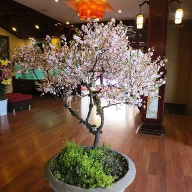 Hoa nhất Chi Mai