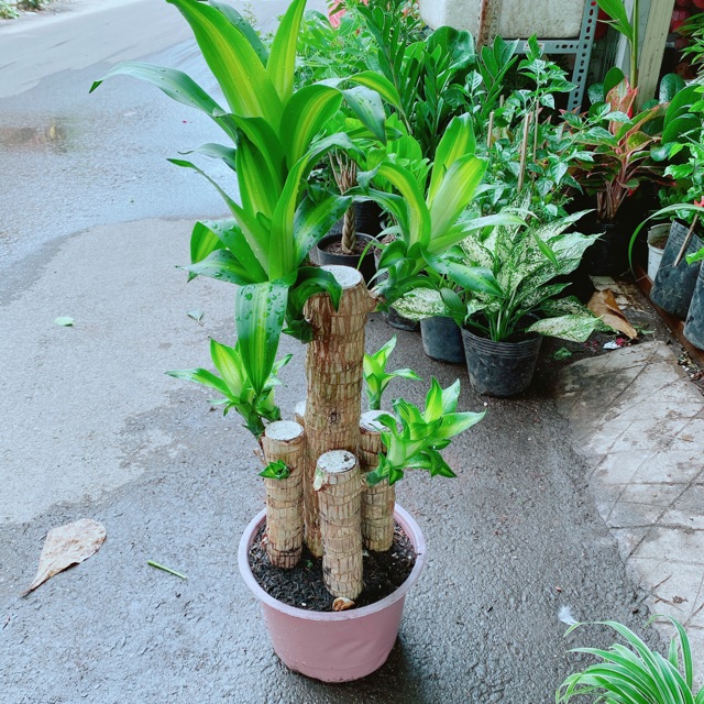 Cây Phát Tài