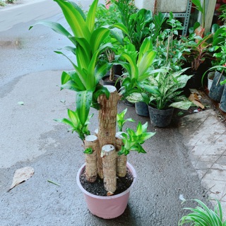 Cây Phát Tài