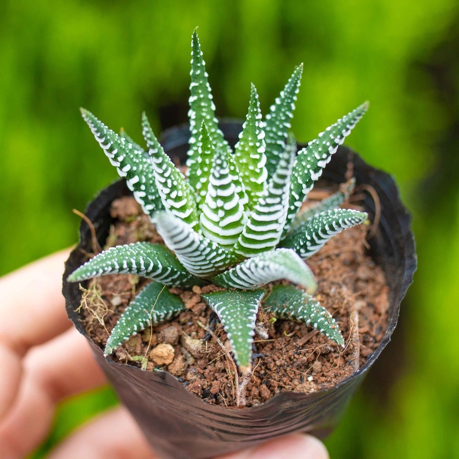 Sen đá móng rồng cỡ nhỏ 3-5cm