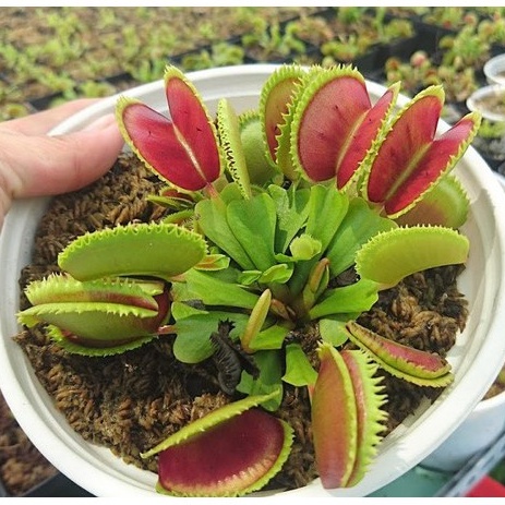 Hạt giống cây bắt mồi bẫy kẹp -1 gói 5 hạt-TẶNG kèm hướng dẫn ươm hạt