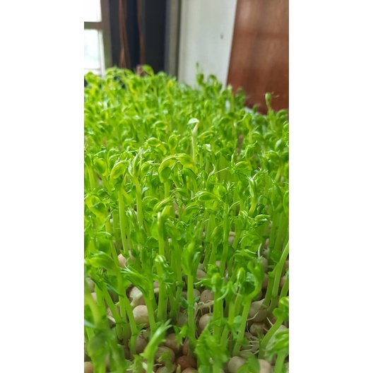 100 GR HẠT GIỐNG RAU MẦM ĐẬU HÀ LAN