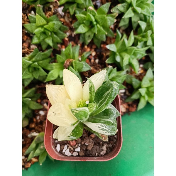 (Sale 50%Mã VIP Pro)Sen đá Haworthia-cooperi var