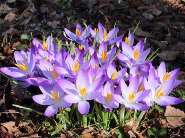 10 củ giống Hoa nghệ Tây saffron