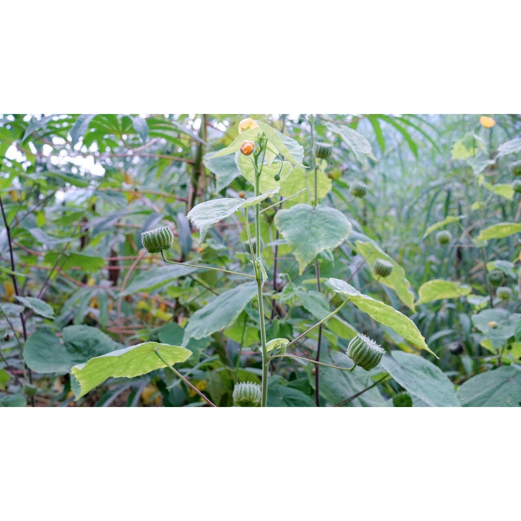 Cây cối xay khô JINDO 1kg