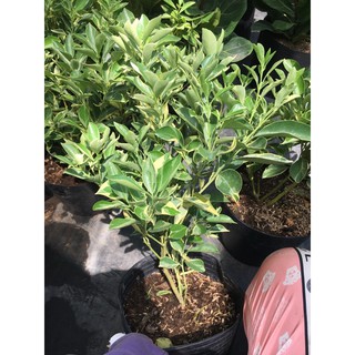 Cây tắc sọc ( tắc cẩm thach)