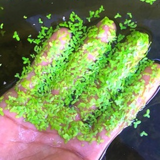 Bèo Tấm hay Bèo Cám thả trang trí hồ cá thủy sinh