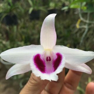 Combo bốn loại phi điệp giống