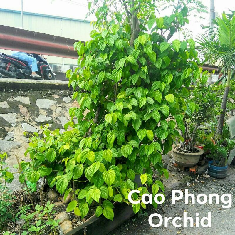 Lá trầu không tươi (100g/phần)