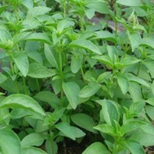 Rau Thơm Sả  RĐ 189