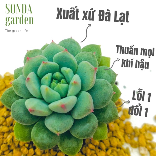 Sen đá dù xanh SONDA GARDEN size mini 2.5-4cm, xuất xứ Đà Lạt, khoẻ đẹp, lỗi 1 đổi 1