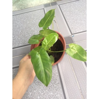 Trầu bà tỷ phú Philodendron Burle Marx