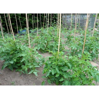 Hạt Giống Cà Chua Đen Cherry túi 30 hạt