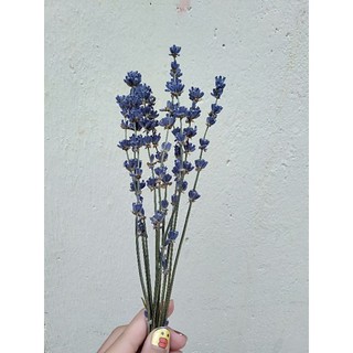 set 50 cành hoa oải hương khô - lavender 100k/50 cành