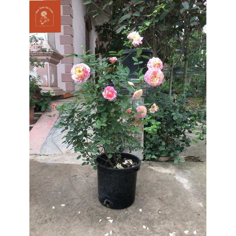 Hoa hồng ngoại Claude Monet rose – Hoa hồng Mỹ màu sọc đẹp nhất-HoaTuoiMeLinh