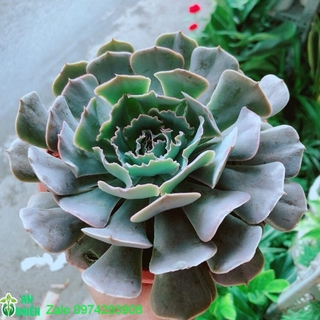 Sen Đá Bắp Cải Tím Size Đại 13cm