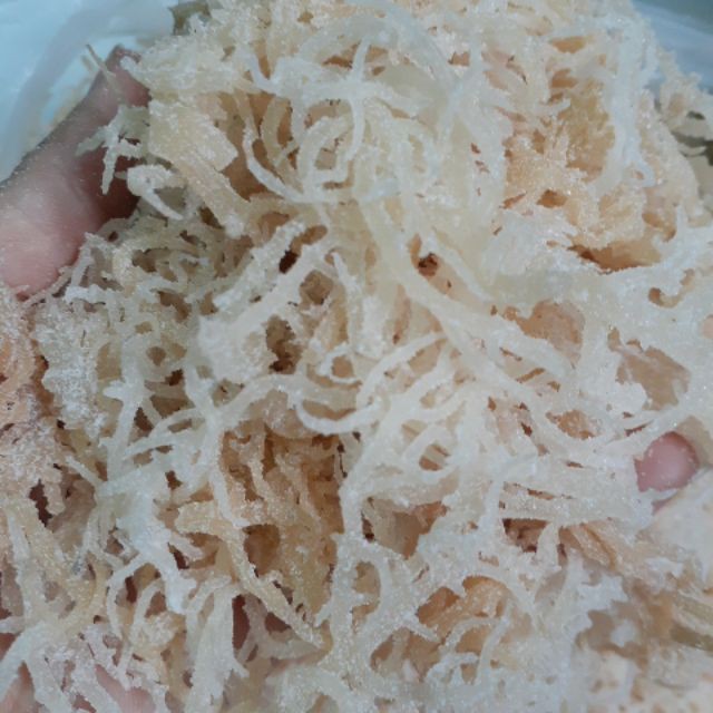 1kg RONG SỤN TƯƠI/ RONG SỤN GAI MUỐI - dùng làm gỏi, nấu chè