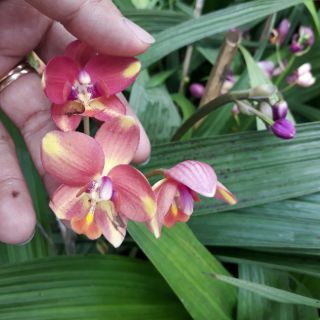 Địa lan chu đỉnh ( 3 màu)