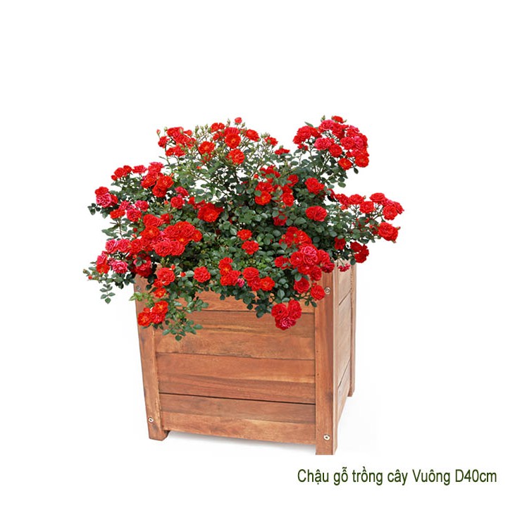 Chậu gỗ trồng cây, hình vuông, D40xR40xC40cm, gỗ Tràm chịu nước, tặng 2 hộp dưỡng hoa tươi lâu |Greenhome