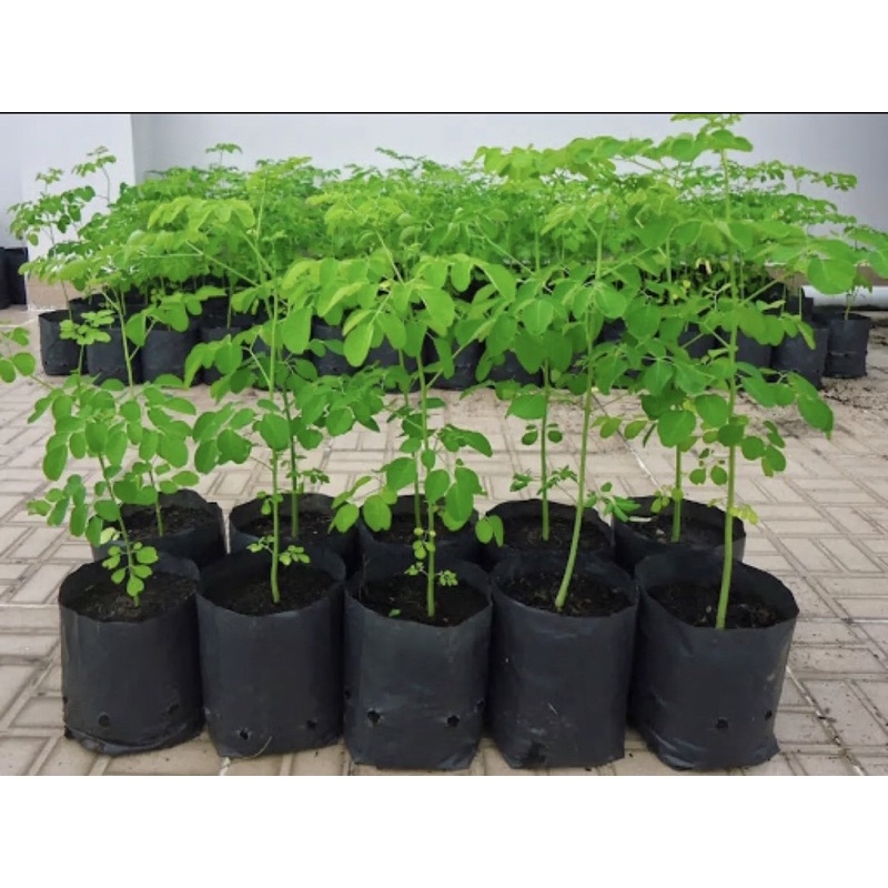 sét 1kg(700 cái) túi gấp hông mã 5*13( Hàng loại 1- chất lượng dai bóng-chịu nắng tốt)