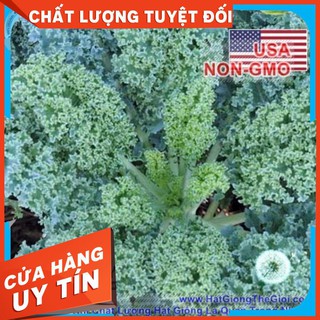 100h Hạt Giống Cải Xoăn Kale - Xoăn Lùn Blue Scotch
