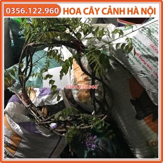 Cây hoa tử đằng size to đang nụ dài khoảng 2,5-3m