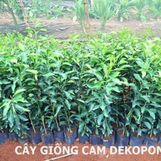 CÂY GIỐNG CAM DEKOPON