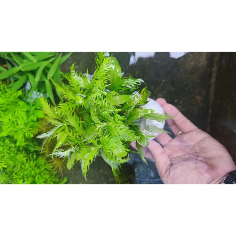 Liễu Thơm - Huấn Sinh Vật Cảnh