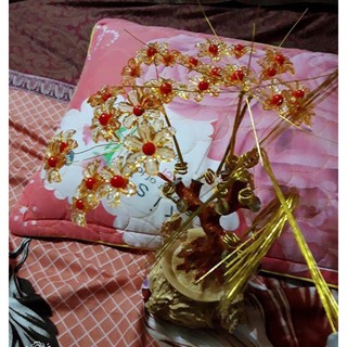 cây kim tiền vàng