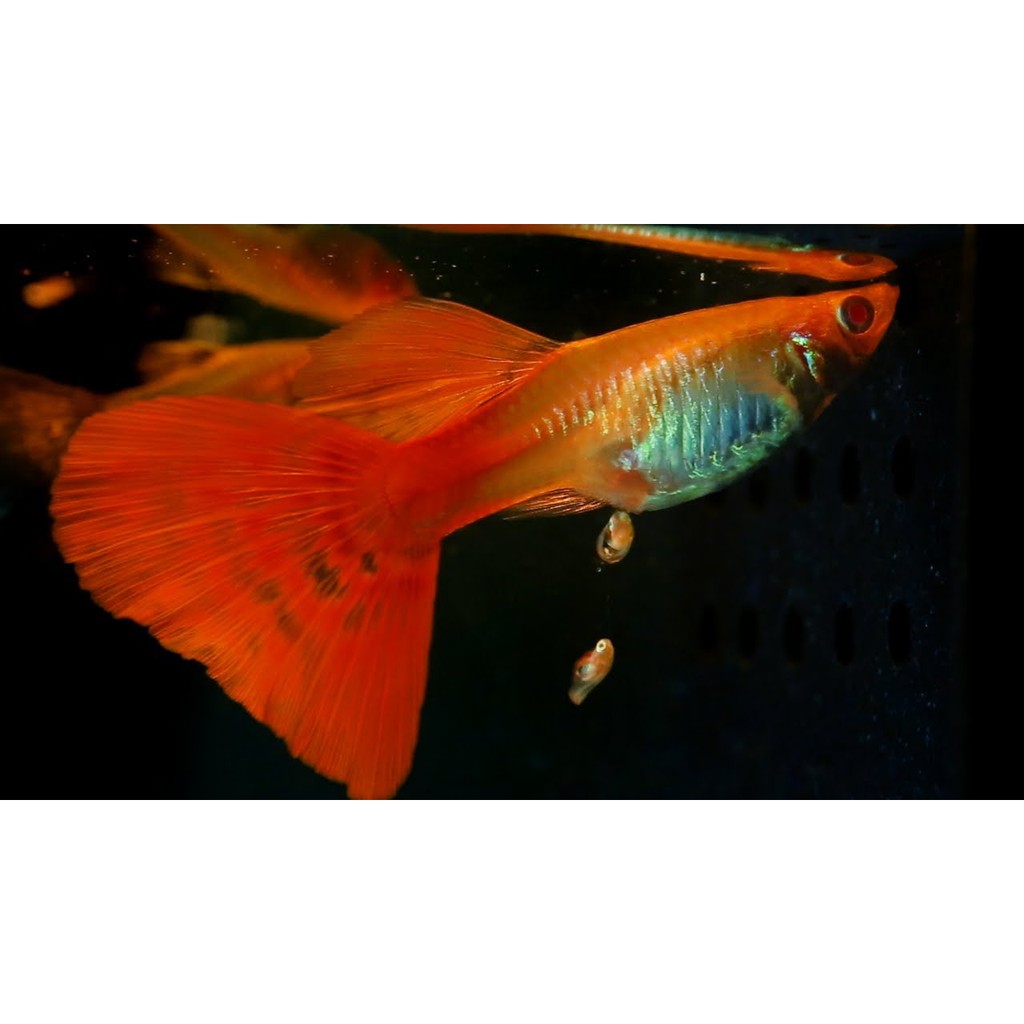 ISTA Guppy Mineral Salts khoáng chất và vitamin cho loài cá bảy màu, Guppy fish