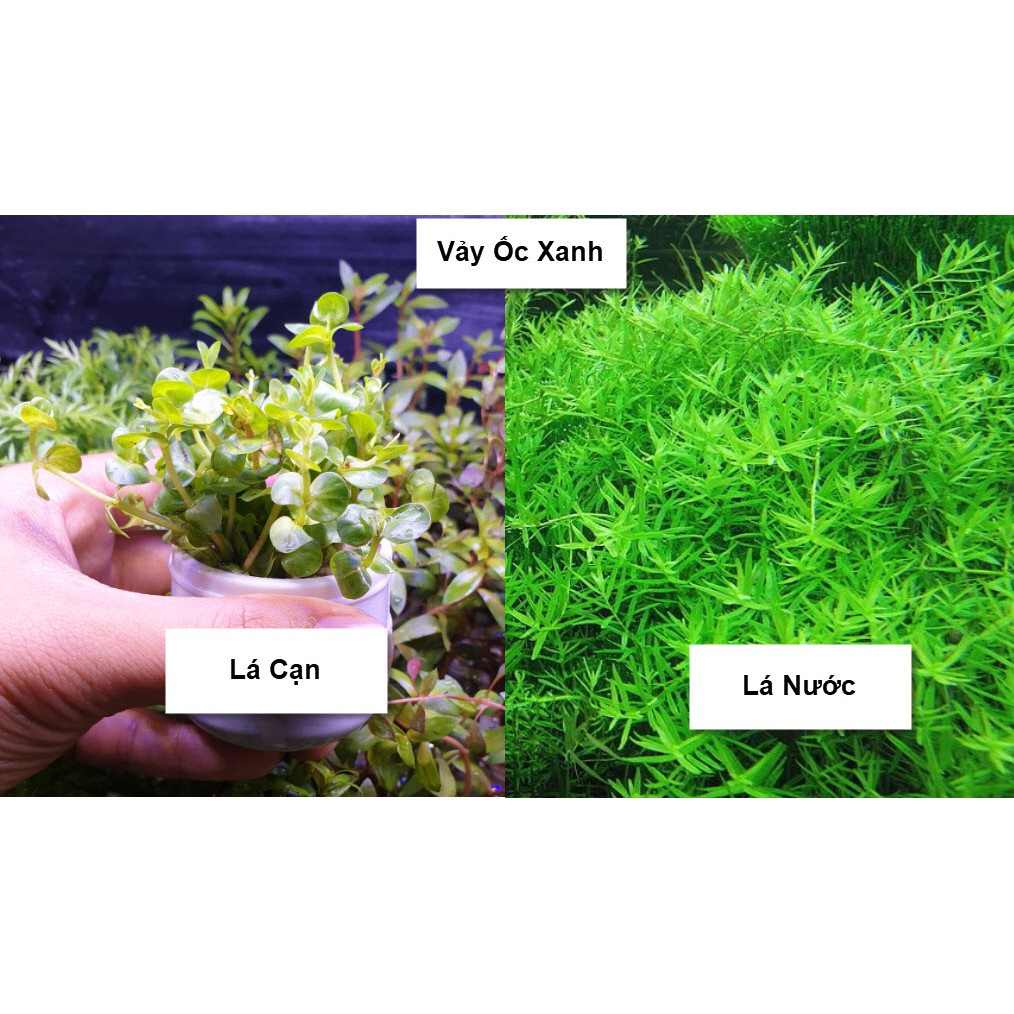 Cây thủy sinh Rotala xanh - Rotala xanh - Cây Thủy Sinh Dễ Trồng - Cây Dạng Cạn