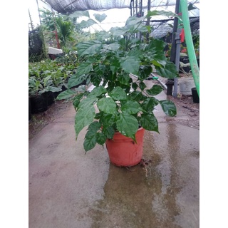 Cây hạnh phúc