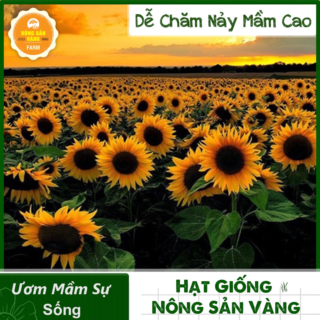 Hạt giống Hoa Hướng Dương Vàng Cao ( Gói 20 Hạt ) - Nông Sản Vàng