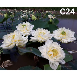 Củ sen màu trắng White Madiveles C-24