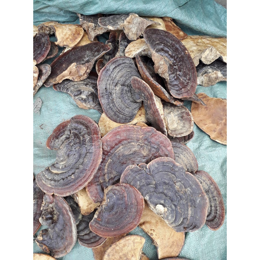 Nấm Linh CHi Rừng Tây Bắc 1 Kg | BigBuy360 - bigbuy360.vn