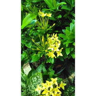 Mua Cây bông trang Thái vàng lá thẳng