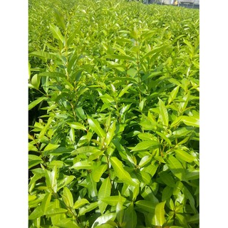 Cây vối - chiều cao cây 35-40cm (freeship)