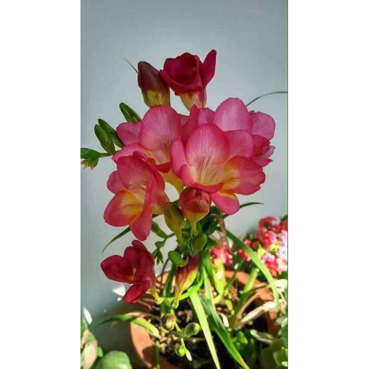 CỦ HOA LAN NAM PHI CÓ 6 MÀU