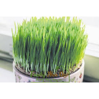 HẠT GIỐNG CỎ LÚA MÌ (MẦM LÚA MẠCH)
