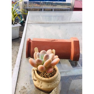 SEN ĐÁ SỎI CAM DÁNG THỤ (loại 1 nhánh)