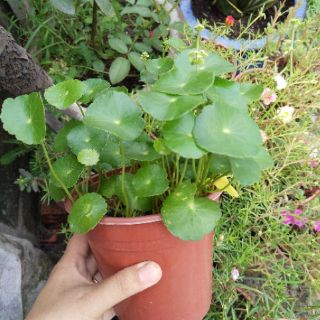 Cây giống Cỏ Đồng Tiền