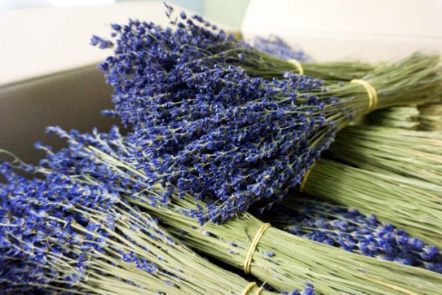 Hoa Lavender khô nhập khẩu Pháp