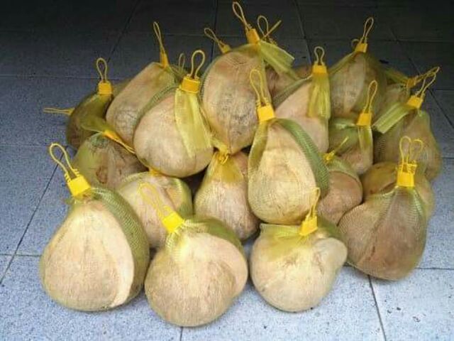 Dừa sáp