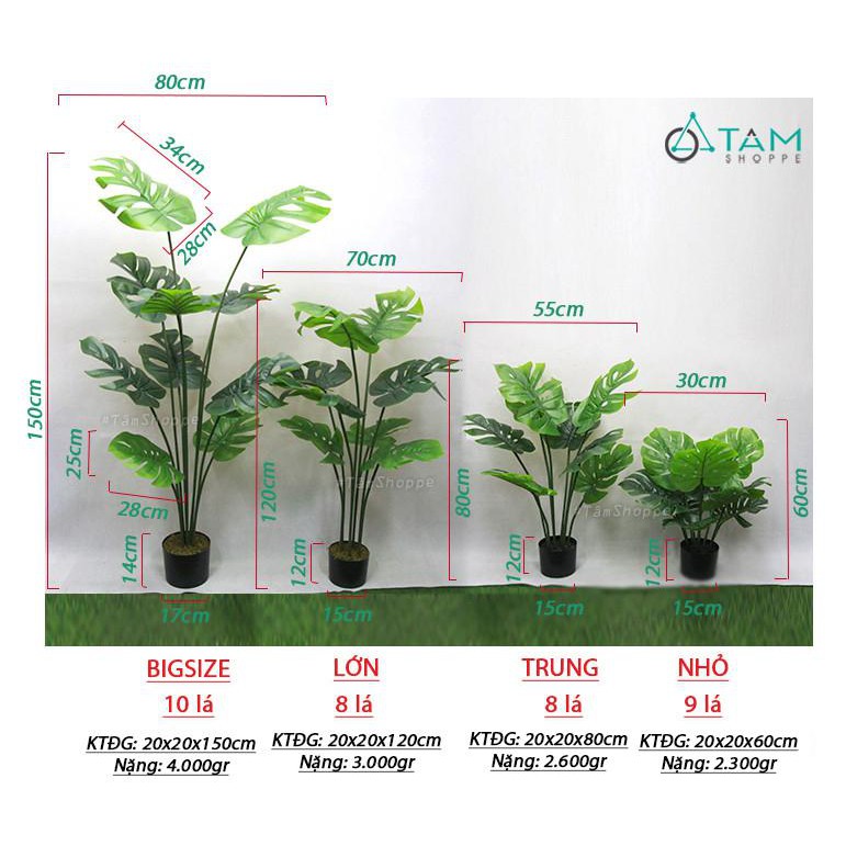 [CAO CẤP - Y THẬT] Cây Monstera trầu bà lá rùa xẻ giả loại 01 F-CHGL-11 SIZE NHỎ VÀ TRUNG