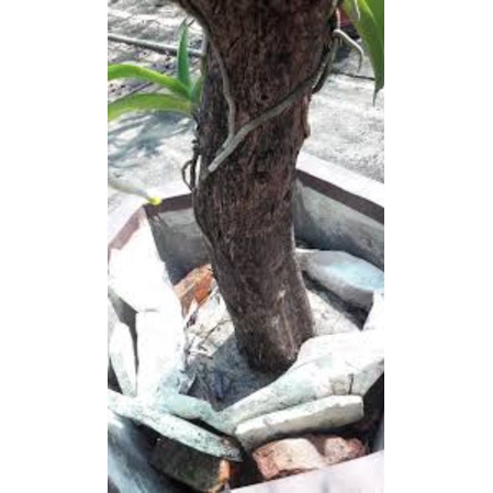 5 Khúc gỗ vú sữa ghép lan đường kính 6cm-8cm dài 20cm