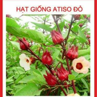 HẠT GIỐNG HOA  ATISO ĐỎ 20 HẠT