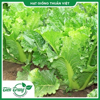 Hạt giống cải dún mv - 42