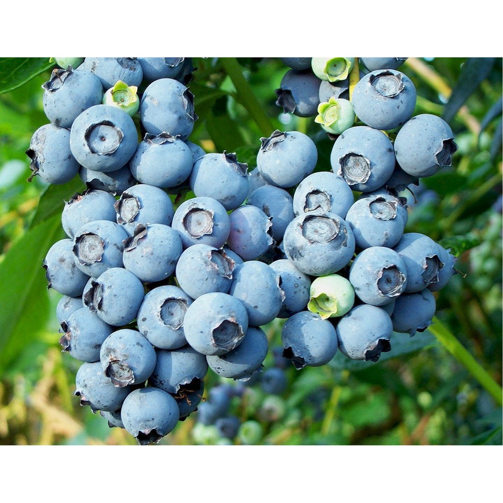 Việt quất sấy khô Only Nature 450g/túi (Blueberries)