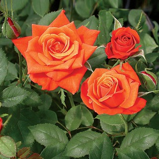Hạt giống hoa hồng tỷ muội