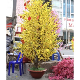 Combo 5Kg HOA MAI GIẢ CÓ SẴN KẼM, NỤ BÚP, LÁ, NỤ HOA ĐẦY ĐỦ TRỌN COMBO 5Kg Đủ Làm Nguyên Cây To